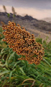 Khadheer, Traditional grain from Jazan, Saudi Arabia