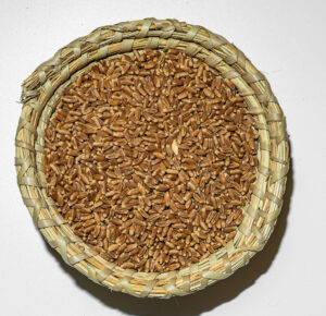 Maiya Wheat, traditional wheat from Riyadh, Saudi Arabia